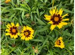 6 X Coreopsis Grandiflora 'Sunkiss' - Occhi Di Fanciulla In Un Vaso Di 9X9 Cm