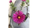 6 X Aster Dumosus 'Jenny' - Aster Autunnale In Vaso 9X9 Cm
