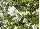 6 X Campanula Glomerata 'Alba' - Campanula In Vaso 9X9 Cm