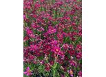 6 X Coreopsis Verticillata 'Ruby Red' - Occhi Di Fanciulla In Vaso 9X9 Cm