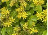 6 X Sedum Kamtschaticum - Piantaggine Della Kamchatka - Vaso 9 X 9 Cm
