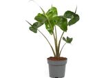 Alocasia Stingray 50-60 Cm - Pianta D'appartamento A Foglia Di Elefante - Pianta Verde Esotica Per Casa E Ufficio