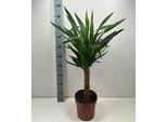 Yucca Elephantipes 80-100 Cm 1 Tronco - Giglio Di Palma Gigante - Palma Di Yucca - Giglio Di Palma