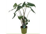 Alocasia Zebrina Siberian Tiger - 80 Cm | Pianta D'appartamento A Orecchio Di Elefante | Pianta Verde Esotica Per Casa E Ufficio