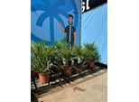 Chamaerops Humilis - Palma Nana Europea - Palma Sempreverde Resistente - Altezza 60 Cm Vaso Incluso