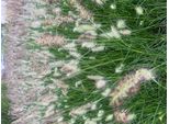 6 X Pennisetum Alopecuroides 'Little Bunny' - Erba Pulitrice Nana In Vaso 9Cm X 9Cm