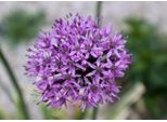 25 X Allium Hybr. 'Gladiator' - Bulbi - Bulbi A Fioritura Precoce Resistente All'inverno