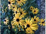 6 X Rudbeckia Fulgida 'Goldsturm' - Vaso Di Fiori Di Conifera 9Cm X 9Cm
