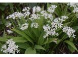 50 X Allium Ursinum - Aglio Selvatico - Cipolle