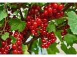 3X Ribes Rubrum 'Jonkheer Van Tets' 40-60 Cm | Ribes Rosso | Cespuglio Di Bacche Per Giardino E Balcone