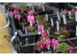 6 X Dicentra Spectabilis - Cuore D'acqua - Vaso 9X9 Cm