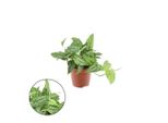 Monstera Siltepecana 20-30 Cm - Pianta D'appartamento Di Facile Cura In Vaso Da 12 Cm | Crescita Rapida E Purificazione Dell'aria