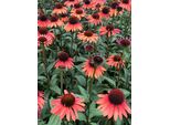 6 X Echinacea Purp. 'Hot Summer' - Sonnenhut - Topf 9X9 Cm