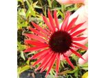 6 X Echinacea Purp. 'Hot Lava' - Sonnenhut - Topf 9X9 Cm