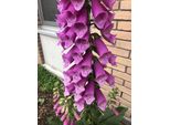 6 X Digitalis Purpurea - Volpino - Vaso 9X9 Cm