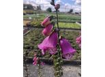 6 X Digitalis Purp. 'Panther' - Fingerhut - Topf 9X9 Cm