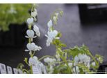6 X Dicentra Spectabilis 'Alba' - Cuore Lacrimoso - Vaso 9X9 Cm