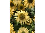 6 X Echinacea Purp. 'Sunseekers Yellow' - Sonnenhut - Topf 9X9 Cm