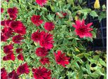 6 X Echinacea Purpurea 'Eccentric' - Sonnenhut - Topf 9X9 Cm