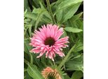 6 X Echinacea Purp. 'Sunseekers Salmon' - Sonnenhut - Topf 9X9 Cm