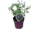 Buddleja Alternifolia 'Unique' - Lillà Estivo Pendente, Cespuglio Delle Farfalle, 20-30 Cm, Pianta Fiorita Di Facile Manutenzione Per Giardino E Patio
