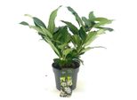 Viburnum Davidii 30-40 Cm P9 - Acquista Palla Di Neve Sempreverde Per Giardino E Vasca | Ordina Online Una Pianta Ornamentale Di Facile Manutenzione