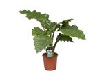 Alocasia Portodora Circa 90 Cm - Pianta Esotica Da Appartamento, Orecchio Di Elefante, Grande Pianta Verde Per La Casa