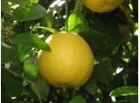 Albero Di Pompelmo Giallo Citrus Paradisi 140-180 Cm In Vaso C17 - Pianta Di Agrumi Per Giardino E Terrazzo | Acquista Pianta Di Agrumi Esotici