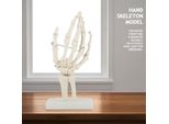 Modello Di Scheletro Della Mano, Scheletro Medico Della Mano, Modello Medico Della Mano, Modello Anatomico Della Mano, Scheletro Anatomico Della Mano