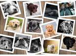 Grafika Puzzle Cani - Puzzle Di Animali Da 1000 Pezzi