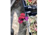6 X Erysimum Hybr. 'Constant Cheer' - Goldlack - Topf 9X9 Cm