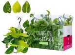 Epipremnum Pinatum Tricolore Cesto Pensile 45 Cm - Pianta Rampicante Pothos Golden Brasil Aureum - Facile Da Curare E Decorativa Per La Casa