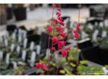 6 X Heuchera Sanguinea 'LeuchtkäFer' - Campanula Viola - Vaso 9X9 Cm