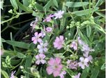 6 X Gypsophila Repens 'Rosea' - Gypsophila - Vaso 9X9 Cm