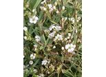 6 X Gypsophila Repens 'Alba' - Gypsophila - Vaso 9X9 Cm