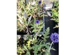 6 X Echinops Ritro 'Veitch's Blue' - Cardo Trifogliato - Vaso 9X9 Cm