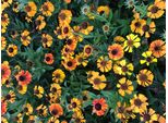 6 X Helenium Hybr. 'Short'n Sassy' - Girasole - Vaso 9X9 Cm