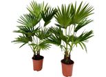 Livistona Rotundifolia Palma A Ventaglio 140-160 Cm | Pianta Tropicale Da Appartamento | Palma Esotica | Facile Da Curare | Pianta Da Interno