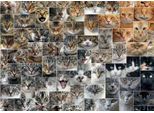 D-Toys Puzzle Gatti Collage - Puzzle Di Cartone Da 1000 Pezzi