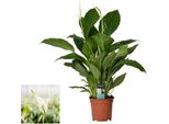 Giglio Della Pace Spathiphyllum Verdi - Circa 75 Cm, Facile Da Curare, Purificatore D'aria, Pianta D'appartamento Per La Casa