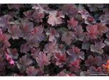 6 X Heuchera Heuchera 'Chocolate Ruffles'® - Campanula Viola - Vaso 9X9 Cm