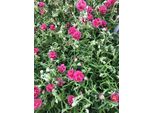 6 X Helianthemum Hybr. 'Cerise Queen' - Girasole - Vaso 9X9 Cm