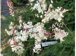 6 X Filipendula Vulgaris - Olmaria Minore - Vaso 9X9 Cm
