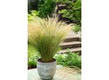 5 Pezzi Erba Piuma Tenera Stipa Tenuissima Coda Di Cavallo 20-30 Cm - Erba Ornamentale, Resistente, Facile Da Curare, Perenne Per Giardino E Vasi
