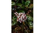 Viburnum Tinus - Laurel Snowball 30-40 Cm P9, Arbusto Ornamentale Sempreverde, Resistente All'inverno, Ideale Per Giardini E Orti