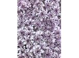 6 X Iberis Sempervirens 'Pink Ice'® - Fiore A Nastro - Vaso 9 X 9 Cm