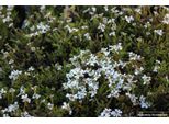 6 X Iberis Sempervirens 'Weisser Zwerg' - Fiore A Nastro - Vaso 9 X 9 Cm
