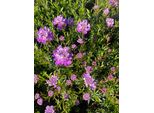 6 X Iberis Sempervirens 'Absolutely Amethyst' - Fiore A Nastro - Vaso 9 X 9 Cm