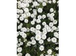 6 X Iberis Sempervirens - Fiore A Nastro - Vaso 9 X 9 Cm