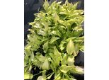 6 X Hosta Hybr. 'Royal Standard' - Diffusa - Topf 9 X 9 Cm